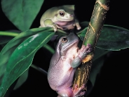frog_wallpaper_31