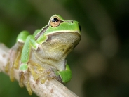 frog_wallpaper_36