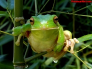 frog_wallpaper_4