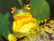 frog_wallpaper_43