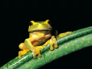 frog_wallpaper_49
