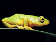 frog_wallpaper_50