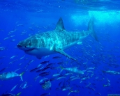 shark_wallpaper_22