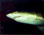 shark_wallpaper_32