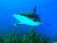shark_wallpaper_36