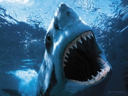 shark_wallpaper_5