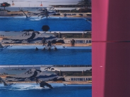 dolphin_wallpaper_11