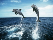 dolphin_wallpaper_20