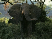 elephant_wallpaper_12