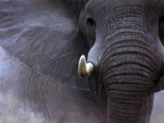 elephant_wallpaper_45