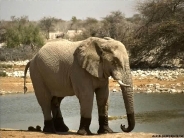 elephant_wallpaper_51