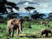 elephant_wallpaper_54