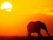 elephant_wallpaper_55