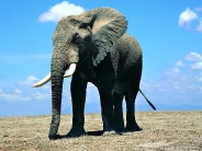 elephant_wallpaper_6