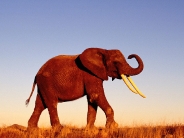 elephant_wallpaper_8