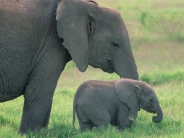 elephant_wallpaper_9