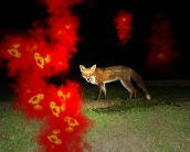 firefox_wallpaper_28