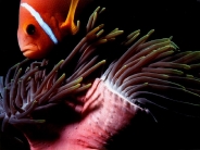 fish_wallpaper_62