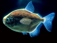 fish_wallpaper_63