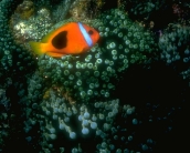 fish_wallpaper_76