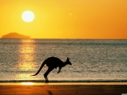 kangaroos_wallpaper_10