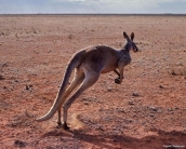kangaroos_wallpaper_11