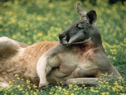 kangaroos_wallpaper_3