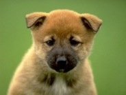 dog_wallpaper_149