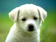 dog_wallpaper_160