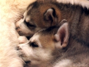 dog_wallpaper_164