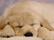 dog_wallpaper_167