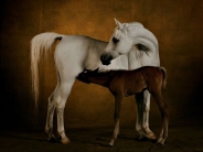 horse_wallpaper_178