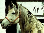 horse_wallpaper_41