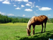 horse_wallpaper_45