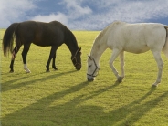 horse_wallpaper_60