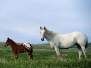 horse_wallpaper_62