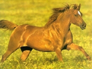 horse_wallpaper_79