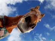 horse_wallpaper_83