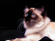 cat_wallpaper_185