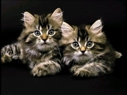 cat_wallpaper_204