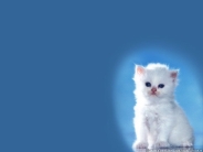 cat_wallpaper_206