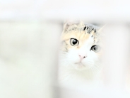 cat_wallpaper_207