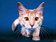 cat_wallpaper_73