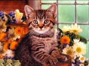 cat_wallpaper_8