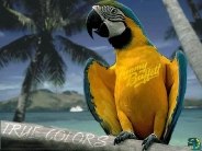 bird_wallpaper_188