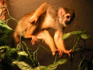 monkey_wallpaper_29