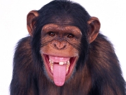 monkey_wallpaper_31