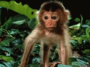 monkey_wallpaper_34