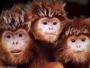 monkey_wallpaper_36