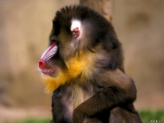 monkey_wallpaper_41